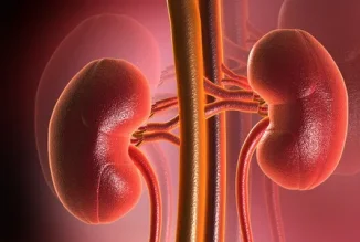 kidney